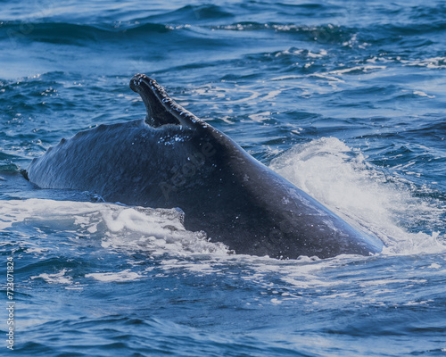 Whale in the ocean enjoying the water