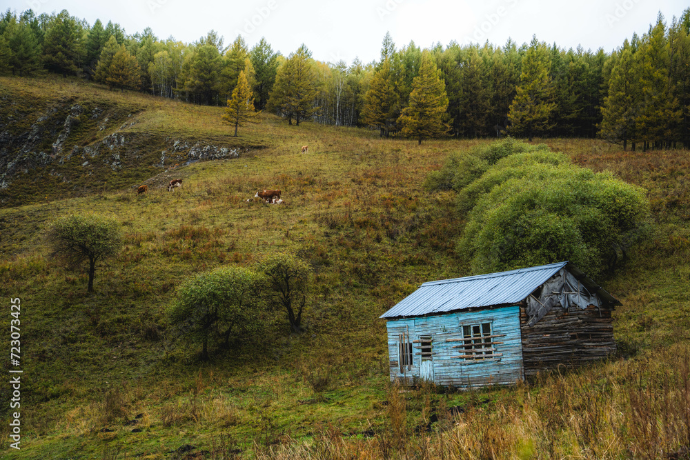 Cabin in the woods and a herd of cattle Cabin in the woods and a herd of cattle