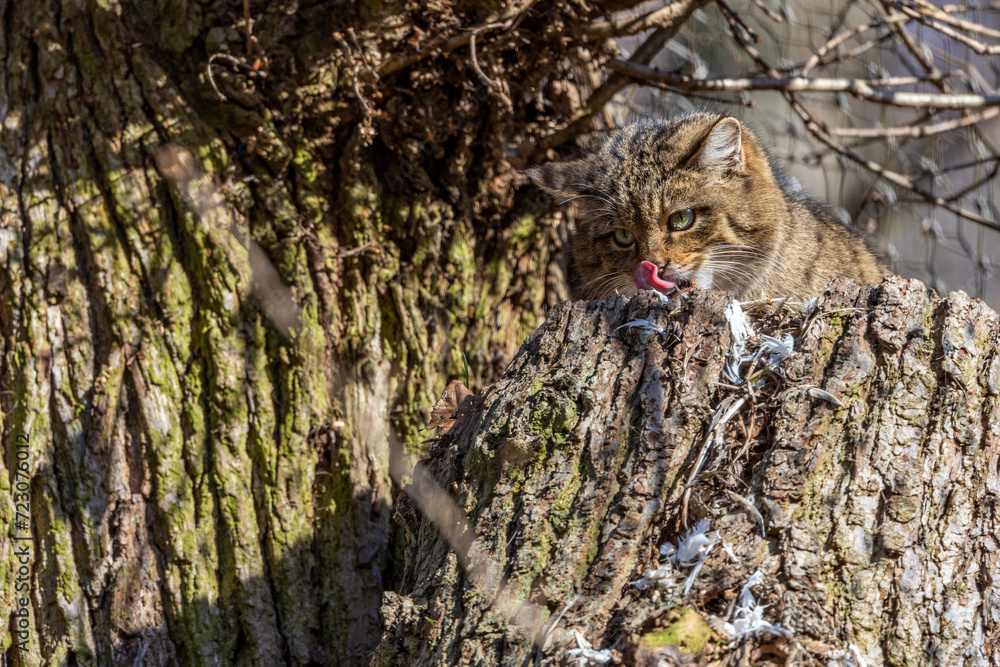 Fotografie Wild Cat, Felis silvestris, animal in the nature tree forest habitat, Central Europe