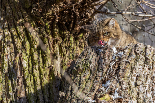 Wild Cat, Felis silvestris, animal in the nature tree forest habitat, Central Europe.