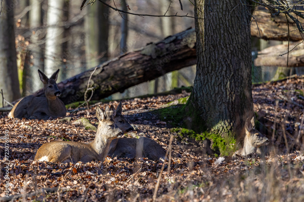 A group of Roe Deer - Capreolus Capreolus - lying and relaxing in the autumnal forest A group of Roe Deer - Capreolus Capreolus - lying and relaxing in the autumnal forest
