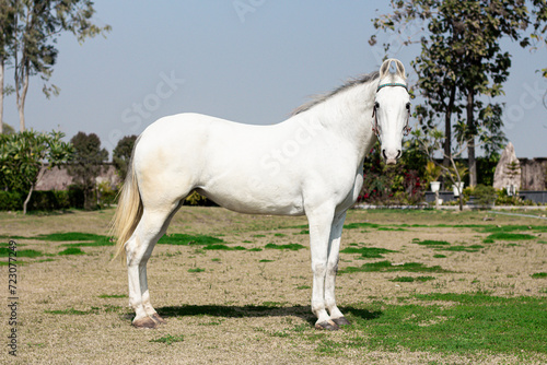 Foto White horse in the field, Portrait of a white horse,  Marwari horse