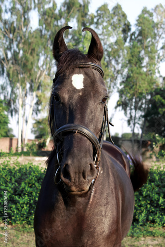 Brown horse in the field, Portrait of a brown horse,  Marwari horse