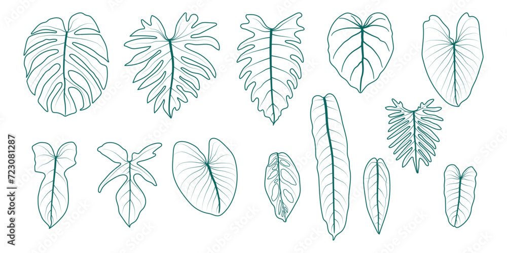 Set of line drawings of leaves of ornamental plants of the monstera and philodendron families on a white background. Leaf ideas for designers or creators, decorations, and more. - obrazy, fototapety, plakaty 