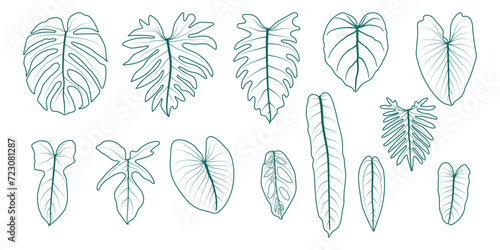 Set of line drawings of leaves of ornamental plants of the monstera and philodendron families on a white background. Leaf ideas for designers or creators, decorations, and more.