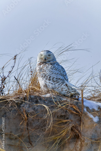 The Snowy Owl (Bubo scandiacus), a rare migratory bird sits among the grass on a sand dune near the ocean