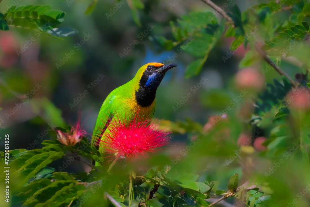 Obraz premium Golden-fronted leafbird