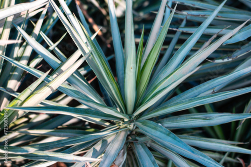 Close-up of yucca plant