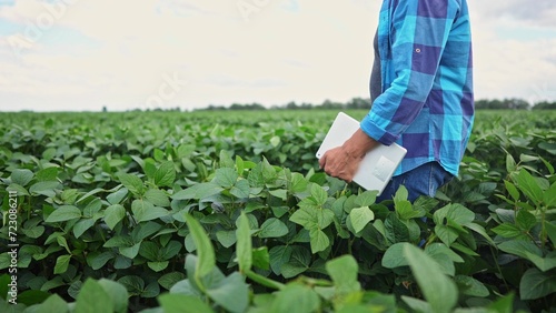 soybean lifestyle agriculture. farmer walk with digital tablet working in soybean field. business farm agriculture concept. farmer man walk working in the field with soybeans