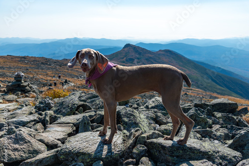 Weimaraner dog posing on hiking trail to Mount Washington summit. Trail is well marked by cairns