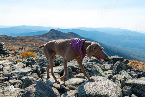 Weimaraner dog on hiking trail to Mount Washington summit.
