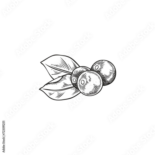 Hand drawn monochrome acai berries and leaves sketch style