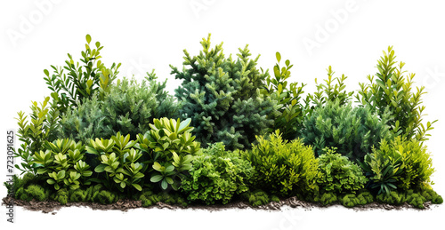 Green garden bushes cut out on a transparent background