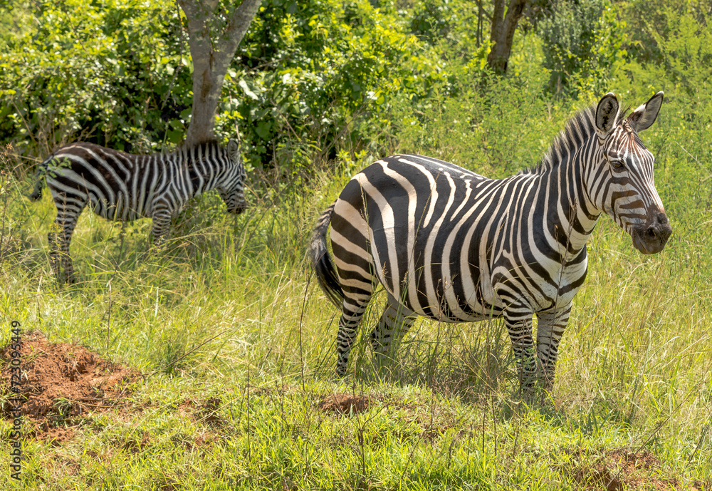 Obraz premium Zebras in Rwanda National Park