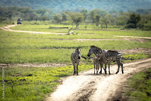Zebras in Rwanda National Park