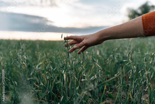 Hand touching corn crops growing in field photo