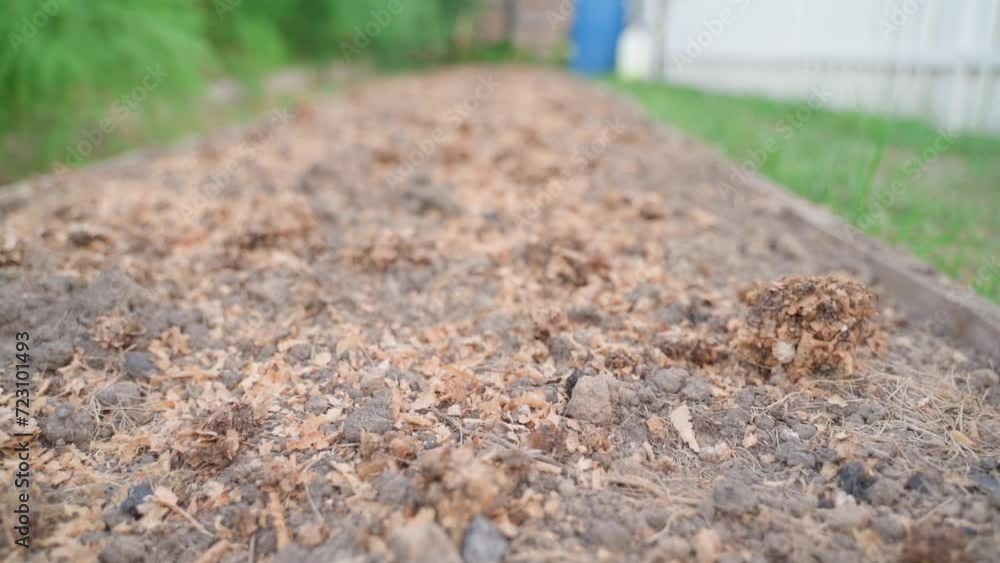 Wood chips and quail droppings are strewn on the vegetable garden bed before winter. Smooth camera flight over a vegetable garden bed after harvesting Wood chips and quail droppings are strewn on the vegetable garden bed before winter. Smooth camera flight over a vegetable garden bed after harvesting
