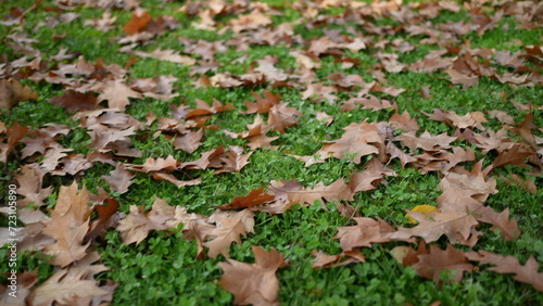 Many orange leaves on grass during autumn fall day, changing seasons