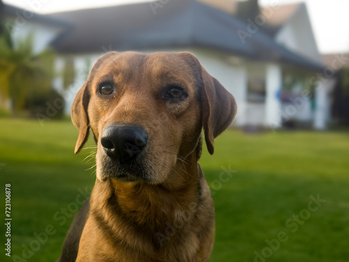 Big guard dog sitting in front of the house. close up picture of guard dog sitting in front of house and garden background. Watchdog concept. Pet dog stay at home and watch © ATRPhoto