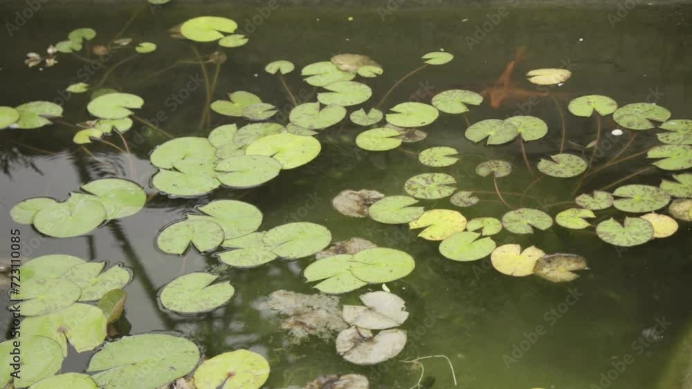 water lily, lotus flower (Nymphaeaceae) in an artificial pond, lotus flower leaves wet by a soft rain, koi carp pond water lily, lotus flower (Nymphaeaceae) in an artificial pond, lotus flower leaves wet by a soft rain, koi carp pond