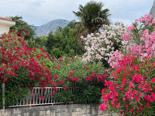 Nerium oleander Common oleander at foot of mountains in Croatia