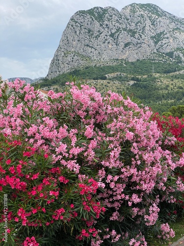 Nerium oleander Common oleander at foot of mountains in Croatia