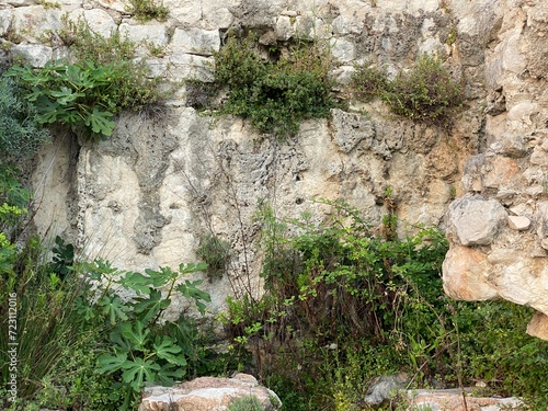 stone wall with wild green plants