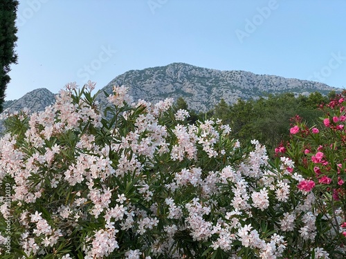 Nerium oleander Common oleander at foot of mountains in Croatia
