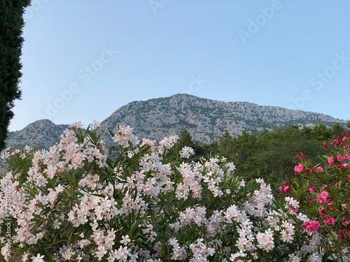 Nerium oleander Common oleander at foot of mountains in Croatia