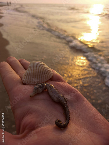 seashell and seahorse on the beach