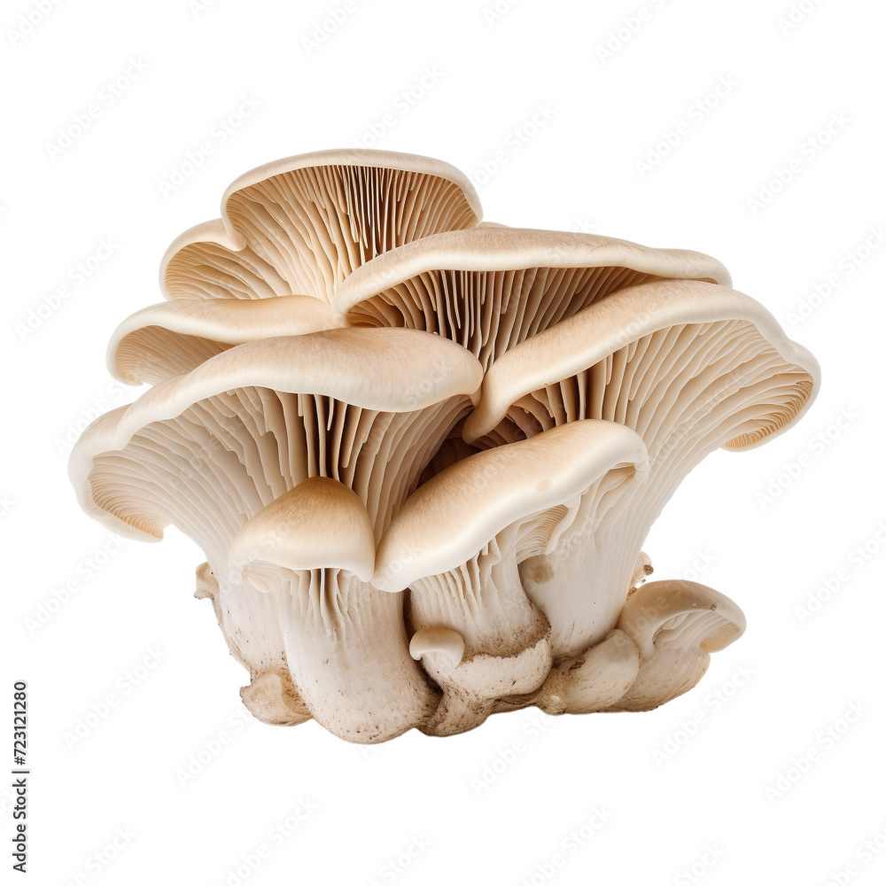 mushrooms on white background mushrooms on white background