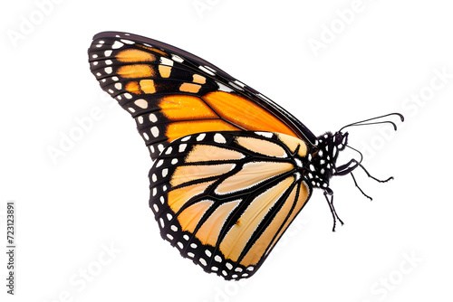 Isolated monarch butterfly on a white background  © Arif