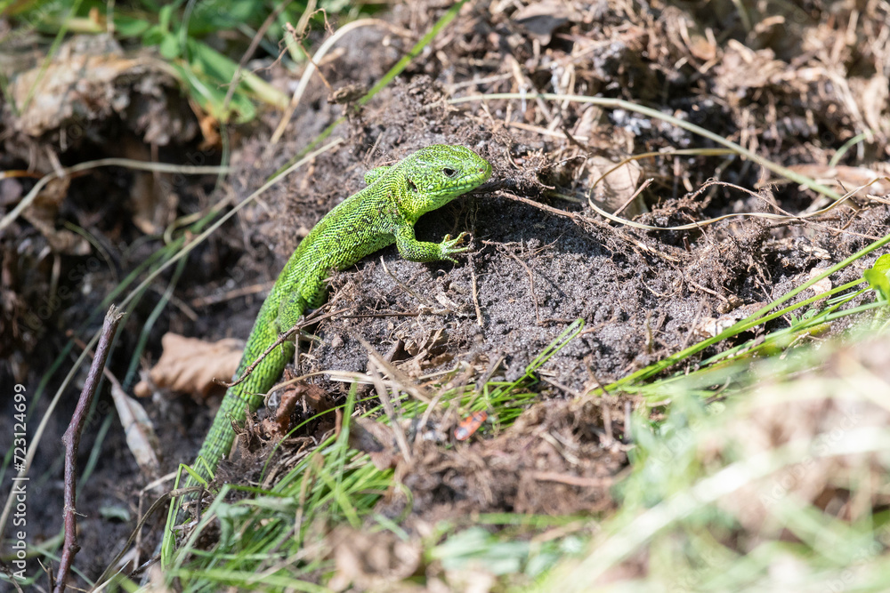 small green lizard in the grass small green lizard in the grass