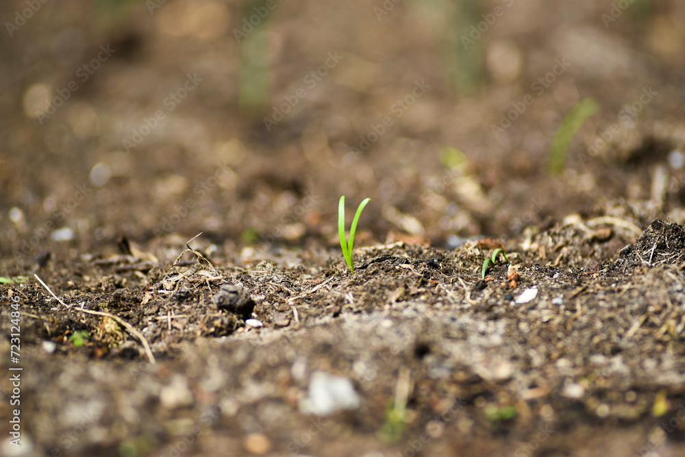A small green plant growing from the ground during spring vegetation in the garden. A small green plant growing from the ground during spring vegetation in the garden.