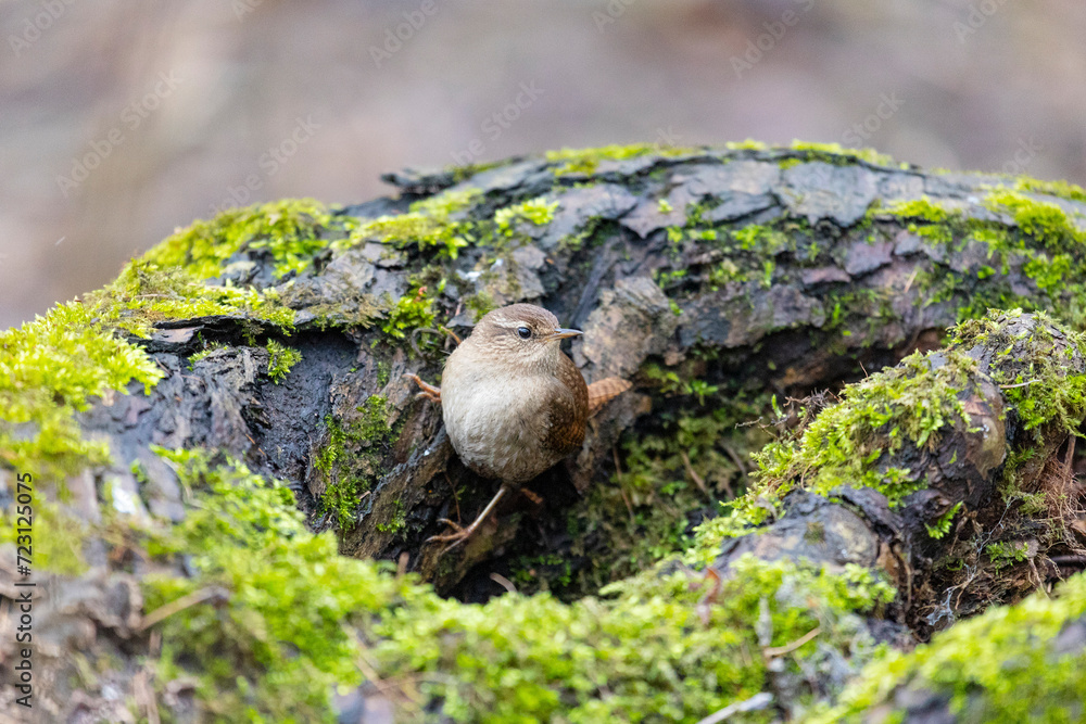Eurasian wren sits on an old stump close up Eurasian wren sits on an old stump close up