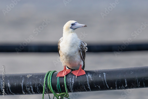 Red-footed booby (Sula sula) close up. A second winter bird. photo