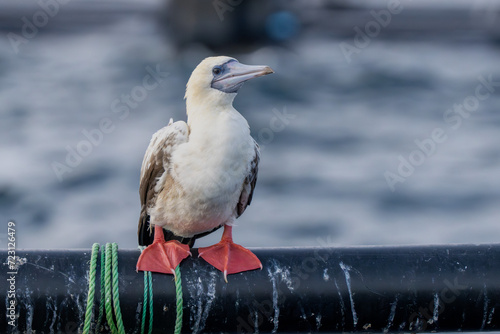 Fotografija Red-footed booby (Sula sula) close up. A second winter bird.
