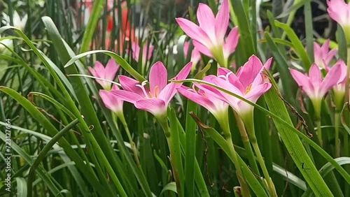 Rain lily swaying in the wind, fairy lily, zephyr lily, and magic lily are the common names of several species of flowering plants belonging to the genera Zephyranthes and Habranthus photo