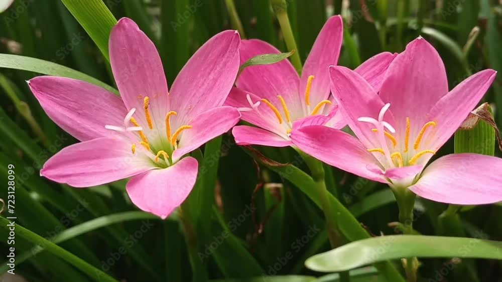 Rain lily swaying in the wind, fairy lily, zephyr lily, and magic lily are the common names of several species of flowering plants belonging to the genera Zephyranthes and Habranthus