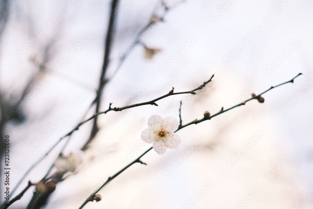 Obraz premium 咲き初めの冬桜、梅