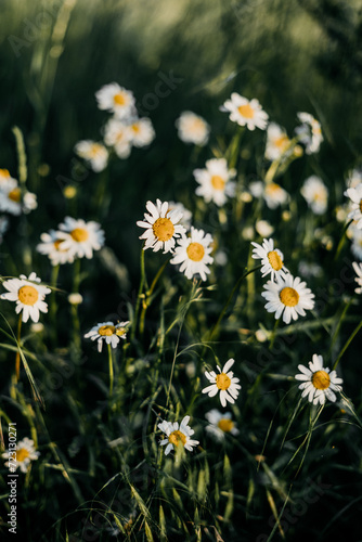 Gänseblümchen bei Sonnenuntergang