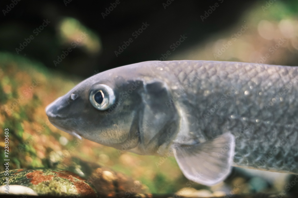 Fototapeta premium 水族館の魚