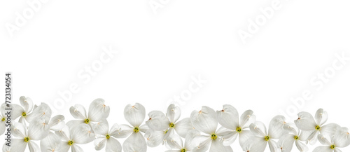 Beautiful white dogwood flowers isolated on a white background. Festive floral background. Long banner, copy space photo