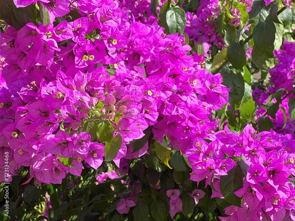Fototapeta premium Pink bougainvillea blossom in the garden