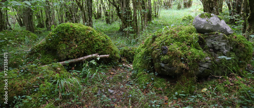 A forest in the beautiful Burren National Park in County Clare - Ireland