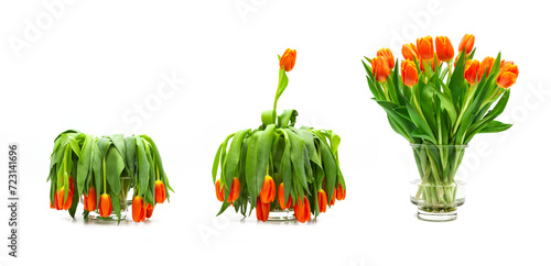 Verwelkte Tulpen isoliert auf weissem Hintergrund