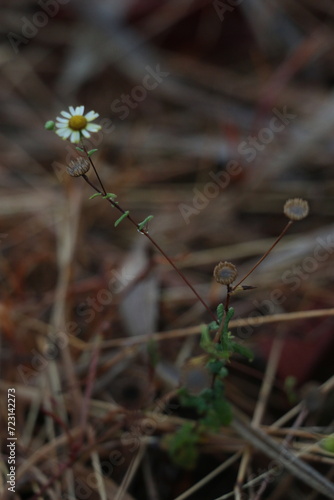 flowers in the grass