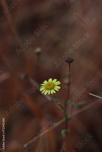 Yellow Lonely Flower