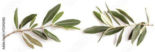 Two fresh olive branches with leaves isolated on white background closeup photo