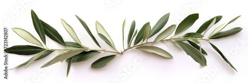 Two fresh olive branches with leaves isolated on white background closeup